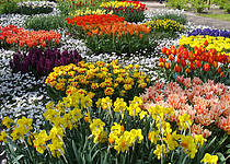 Keukenhof: Vyrazte na výlet do nejkrásnější zahrady světa