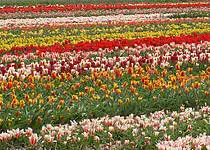 Keukenhof: Vyrazte na výlet do nejkrásnější zahrady světa