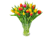 Tulipán: symbol jara, který měl dříve hodnotu zlata