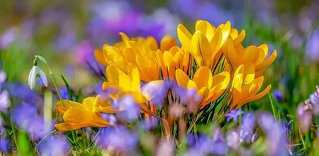 Jaké květiny ozdobí váš stůl na jaře | KvětinyOnline