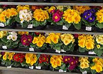 Květinová burza – nedílná součást trhu s květinami