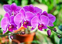 Orchidej dodá každému interiéru nádech exotiky