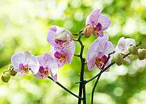 Orchidej dodá každému interiéru nádech exotiky