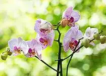 Orchidej dodá každému interiéru nádech exotiky