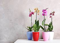 Orchidej dodá každému interiéru nádech exotiky
