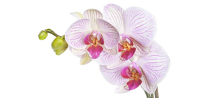 Orchidej dodá exotiku interiéru | KvětinyOnline.cz
