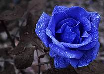 Tajemství modré růže