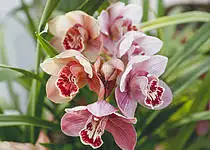 Chcete, aby vám orchidej dlouho a bohatě kvetla?