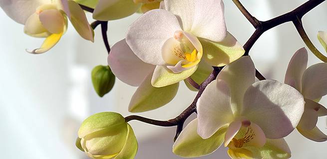 Pečujeme o orchideje | KvětinyOnline.cz