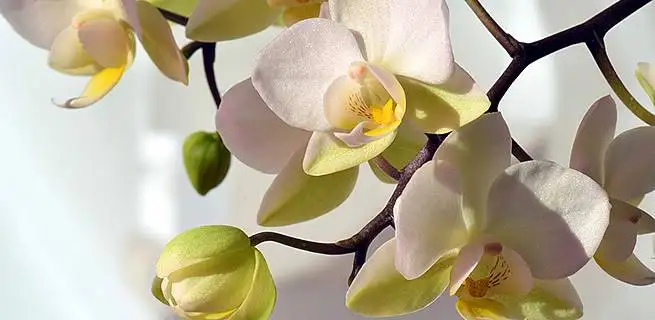 Jak pečovat o orchidej aby bohatě kvetla? | KvětinyOnline