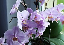 Znáte nejznámější pokojové orchideje?