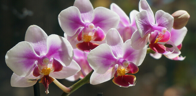 Jaké jsou nejznámější pokojové orchideje? | KvětinyOnline.cz