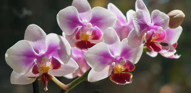 Znáte nejznámější pokojové orchideje?