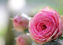 Růžové růže jsou něžné, elegantní, ženské