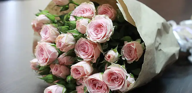 Růžová růže je symbolem něžné lásky | KvětinyOnline