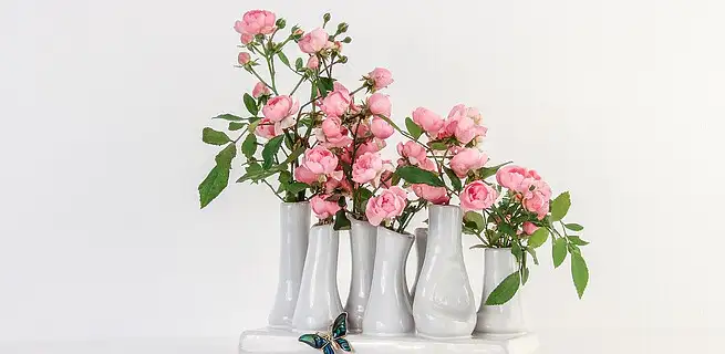 Pěstování mini růží doma v květináči | KvětinyOnline