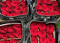 9+3 tipy, aby vám řezané růže dlouho vydržely krásné