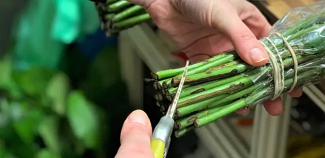 9+3 tipy, aby vám řezané růže dlouho vydržely krásné