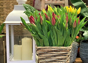 Holandsko a tulipány patří nerozlučně k sobě
