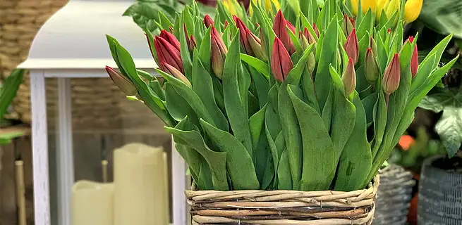 Tulipány - jak šel čas