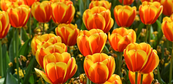 Jaká je historie pestrobarevných tulipánů | KvětinyOnline.cz
