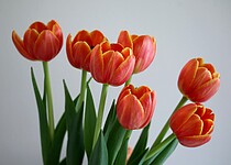 Máte rádi tulipány? Jak se o ně postarat, aby ve váze vydržely co nejdéle?