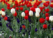Máte rádi tulipány? Jak na ně aby ve váze vydržely co nejdéle?