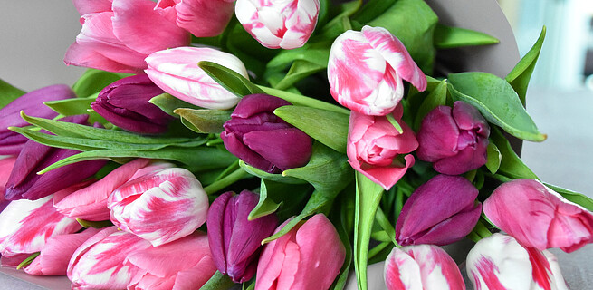 Jak se postarat o tulipány, aby ve váze vydržely co nejdéle? | KvětinyOnline.cz