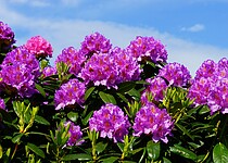 Jak se postarat o azalky a rododendrony
