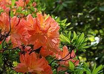 Zamilovali jste si azalky a rododendrony? Poradíme vám, jak je pěstovat, abyste se dočkali zářivých květů!