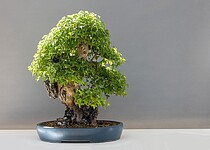 Pokojové bonsaje vyžadují jinou péči než ostatní pokojové rostliny
