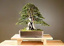 Pokojové bonsaje vyžadují jinou péči než ostatní pokojové rostliny