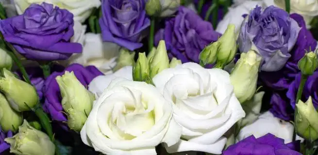 Eustoma ve váze, v květináči i na zahradě